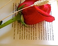 Libros y rosas
