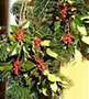 Plantas de Navidad