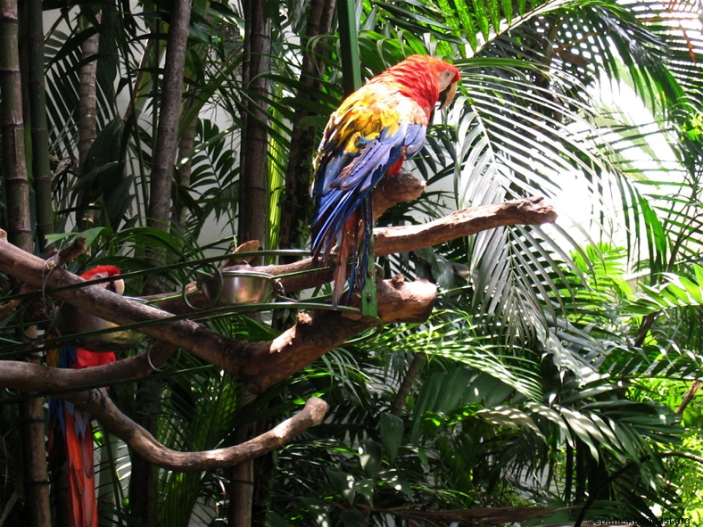 colorido de los pájaros