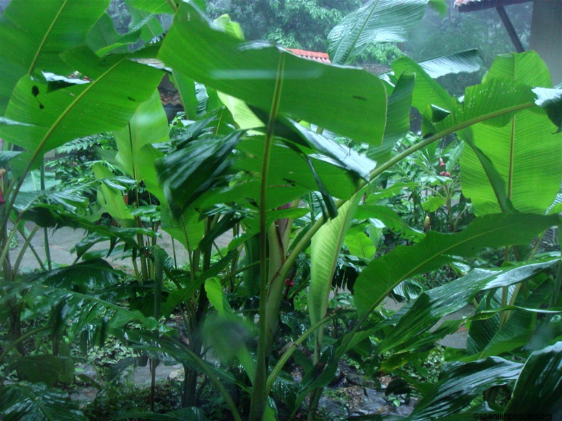 en mitad de la tormenta tropical