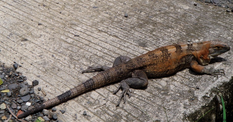 iguana