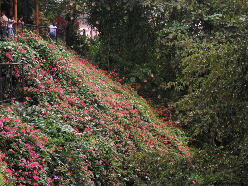 ladera con flores