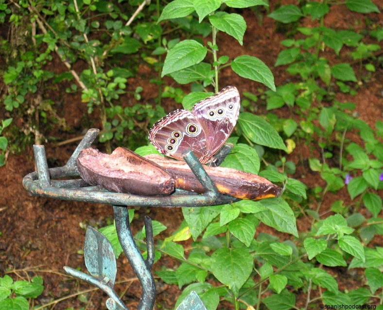 mariposa color mármol