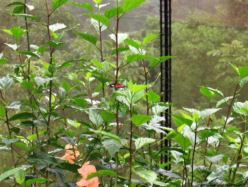 mariposa roja y negra