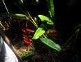 heliconias