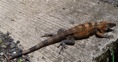 iguana